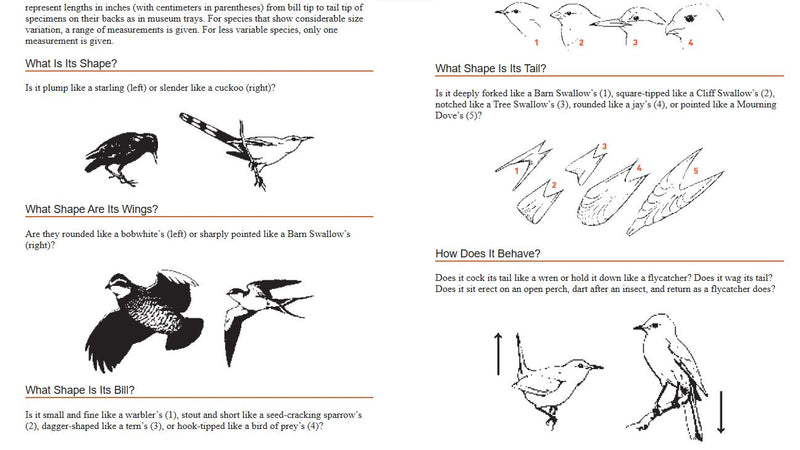 Educational chart with illustrations of birds and questions about their shapes and behaviors.