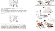 Illustrations and descriptions of various duck species with maps and text on a white background.