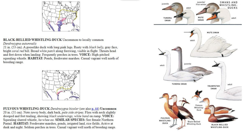 Illustrations and descriptions of various duck species with maps and text on a white background.