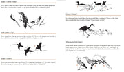 Educational page about bird behavior with illustrations and text.
