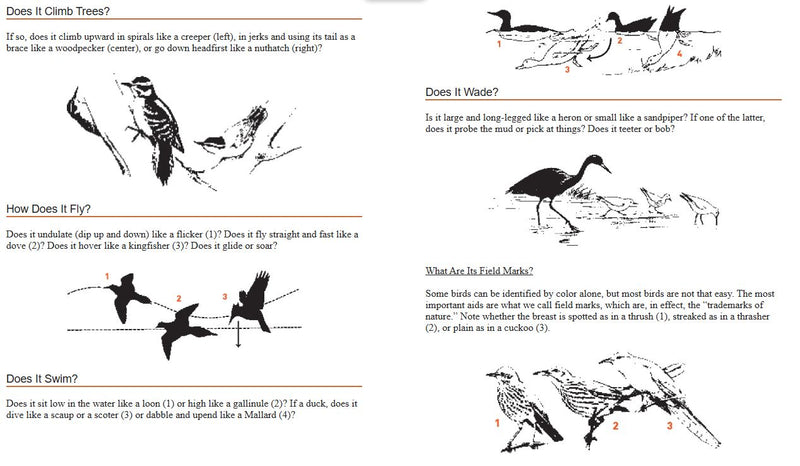 Educational page about bird behavior with illustrations and text.