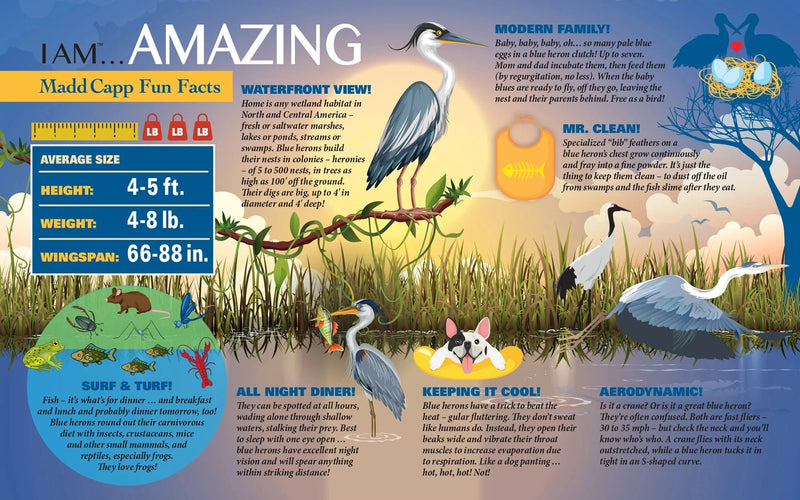 Madd Capp Fun Facts poster about herons includes educational information and illustrations.