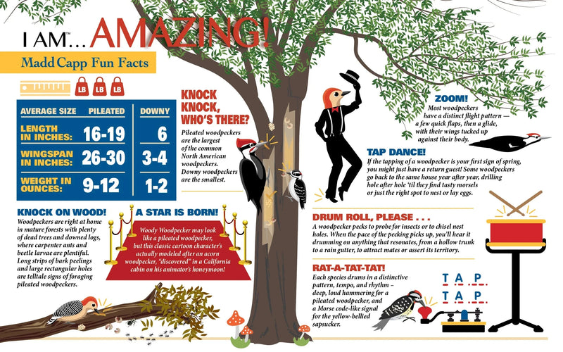 Educational poster about woodpeckers with text and illustrations.