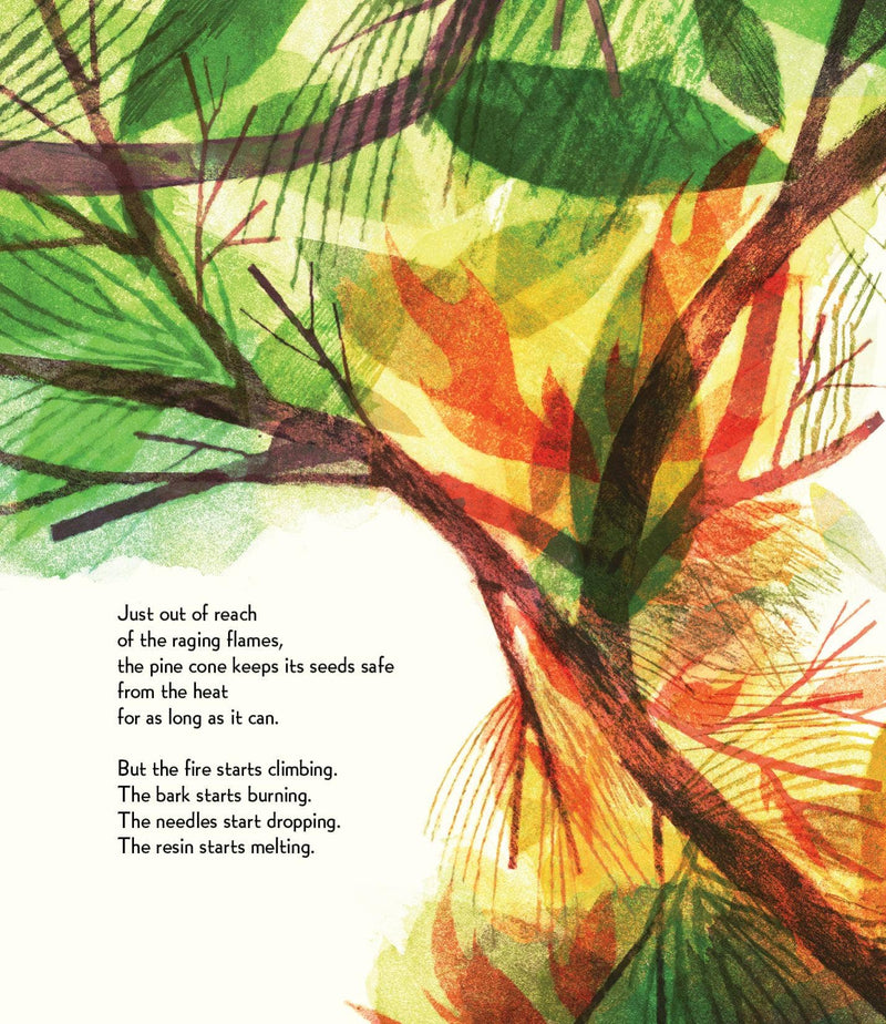 Pine Cone Regrown Picture Book
tree branches on fire
