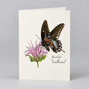 Spicebush Swallowtail Butterfly Notecard Boxed Set of 8