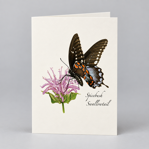 Spicebush Swallowtail Butterfly Notecard Boxed Set of 8