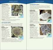 Common Lichens of the Eastern United States Quick Guide sample pages