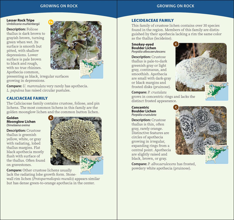 Common Lichens of the Eastern United States Quick Guide sample pages