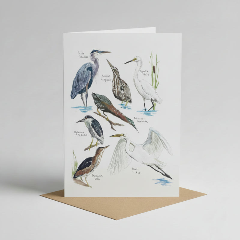 Wading Bird Species Card
