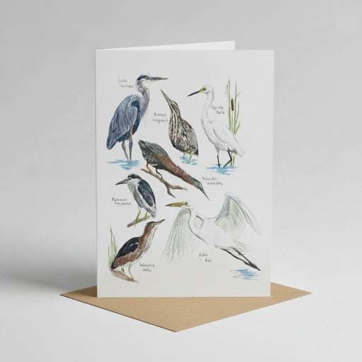 Wading Bird Species Card