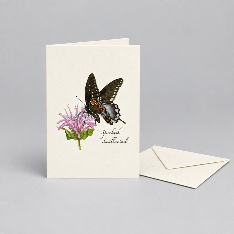 Spicebush Swallowtail Butterfly Notecard Boxed Set of 8