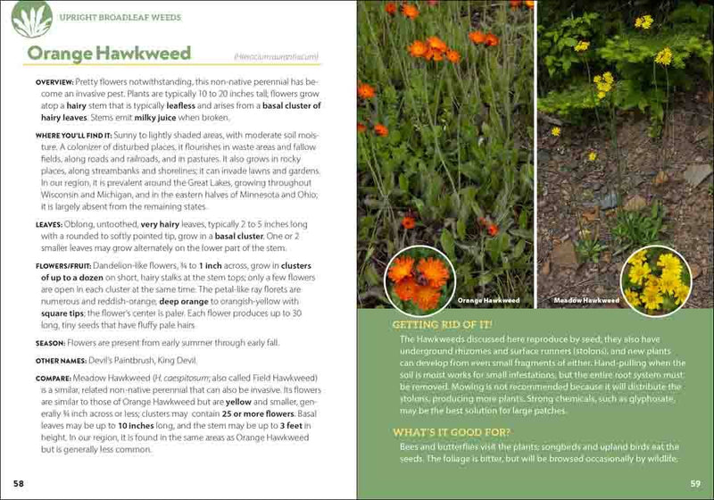 Common Backyard Weeds of the Midwest
sample pages