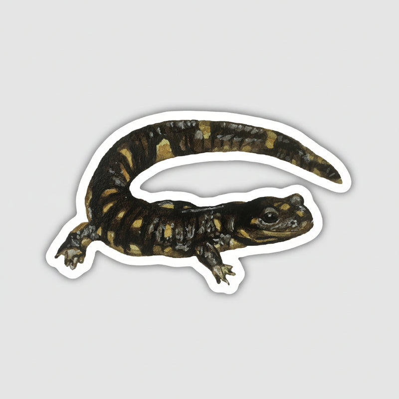 Tiger Salamander Sticker