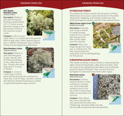 Common Lichens of the Eastern United States Quick Guide sample pages