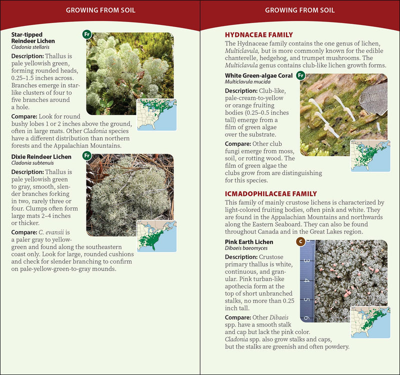 Common Lichens of the Eastern United States Quick Guide sample pages