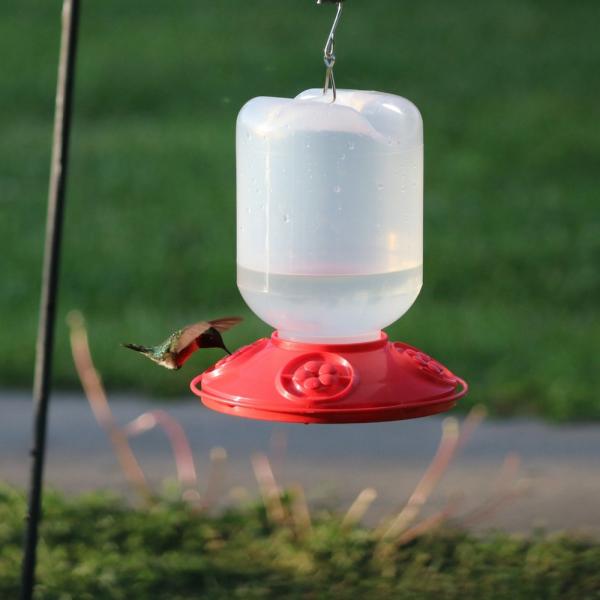 Songbird Essentials Dr. JB Hummingbird Feeder Jar - Thumbnail 4