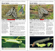 Moths & Caterpillars of Minnesota, Wisconsin & Michigan
sample pages