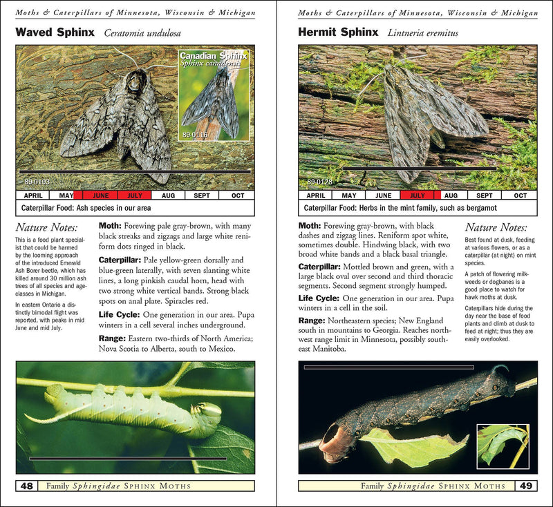 Moths & Caterpillars of Minnesota, Wisconsin & Michigan
sample pages