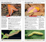 Moths & Caterpillars of Minnesota, Wisconsin & Michigan
sample pages