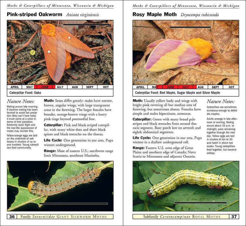 Moths & Caterpillars of Minnesota, Wisconsin & Michigan
sample pages