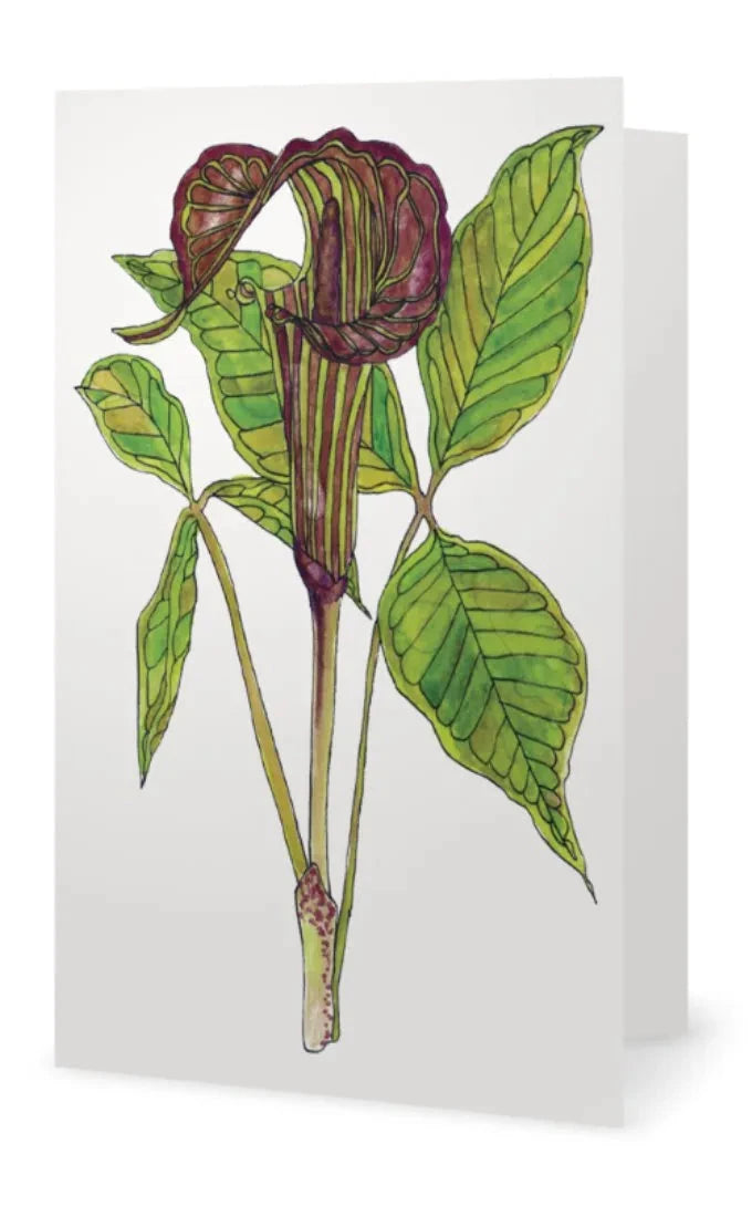 Card with a botanical illustration of a Jack-in-the-pulpit wildflower on a white background