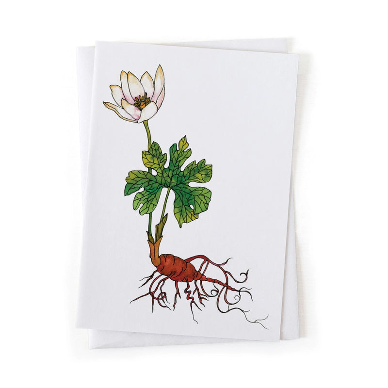 Greeting card with a botanical illustration of a bloodroot wildflower and roots on a white background