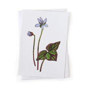 Greeting card with painting of hepatica wildflower on a white background