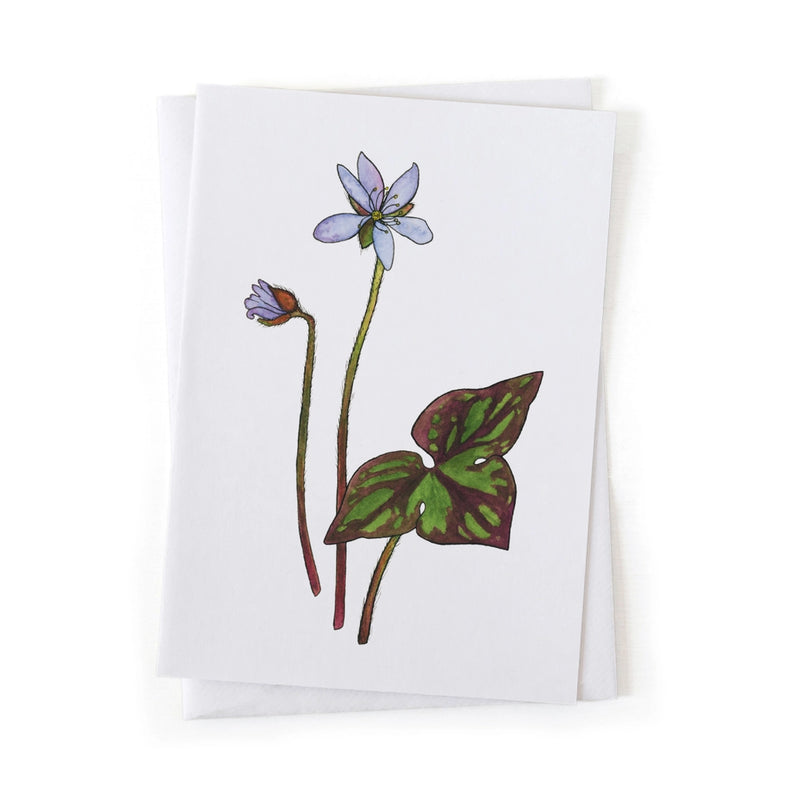 Greeting card with painting of hepatica wildflower on a white background
