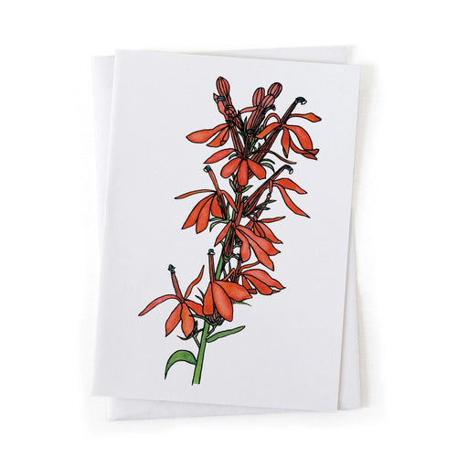 Red cardinal flower botanical illustration on a white background