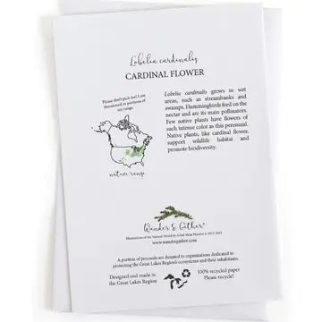 Educational text about Cardinal Flower lobelia cardinalis with range map and product branding on a white background