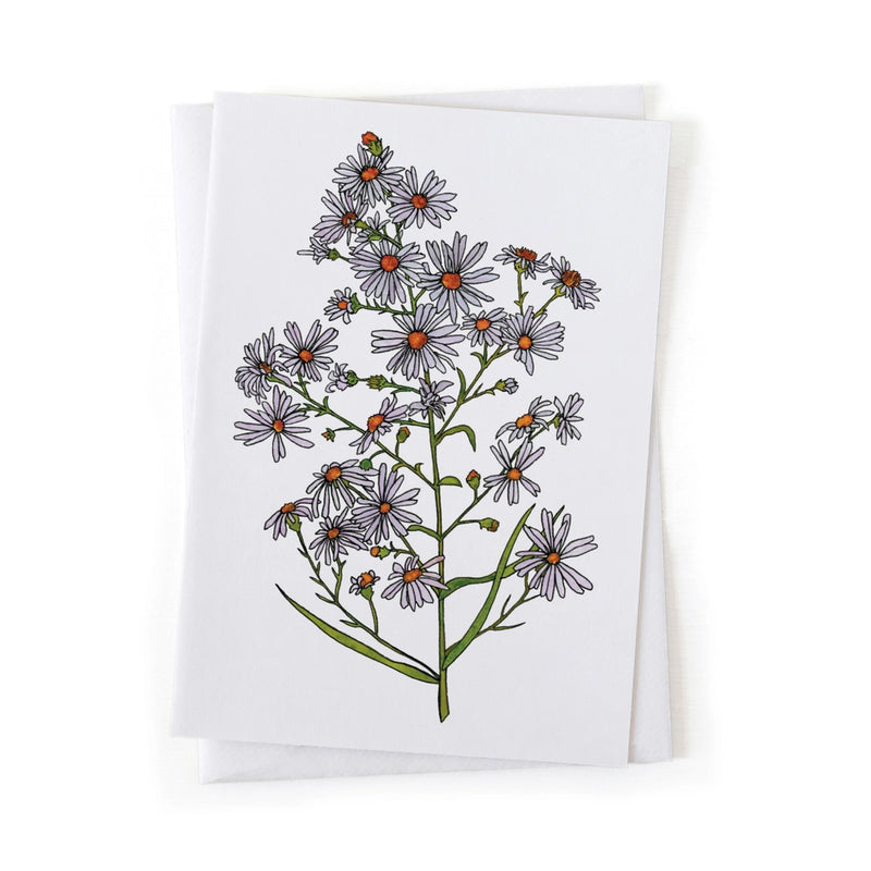 Greeting card with floral design of a frost aster on a white background