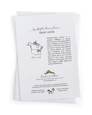 Educational card about the Frost Aster plant with text and illustrations on a white background