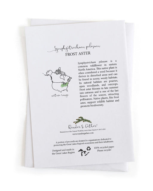 Educational card about the Frost Aster plant with text and illustrations on a white background