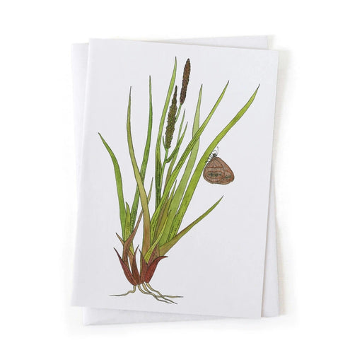 Greeting card with botanical illustration of Mitchells Satyr Butterfly on Tussock Sedge on a white background