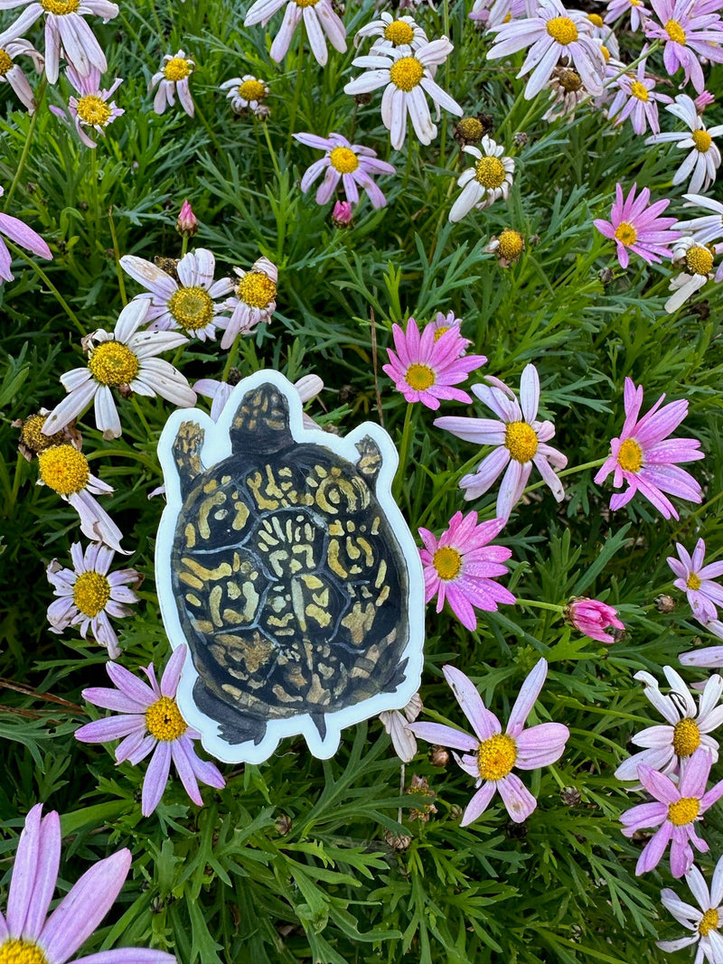 Box Turtle Sticker