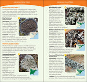 Common Lichens of the Eastern United States Quick Guide sample pages