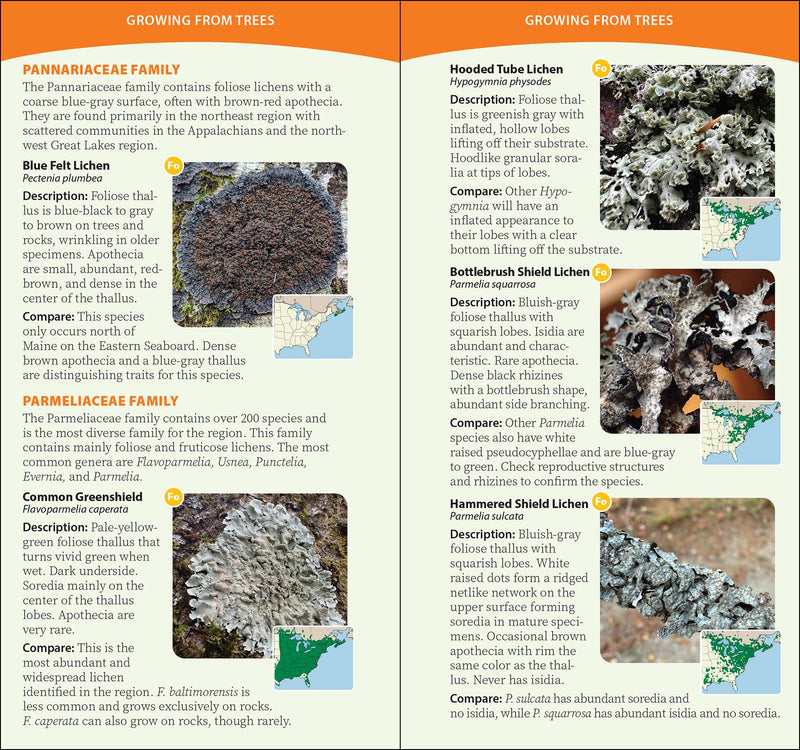 Common Lichens of the Eastern United States Quick Guide sample pages