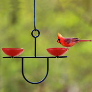 ruby red feeder with a male northern cardinal eating a sunflower seed