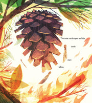 Pine Cone Regrown Picture Book
pinecones release their seeds because of the heat from the fire