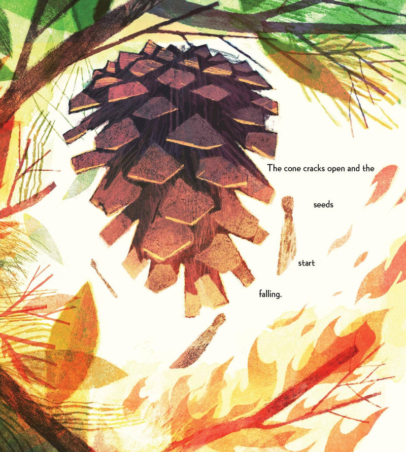 Pine Cone Regrown Picture Book
pinecones release their seeds because of the heat from the fire