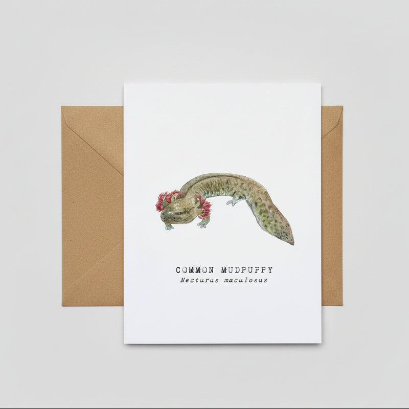 Common Mudpuppy Card