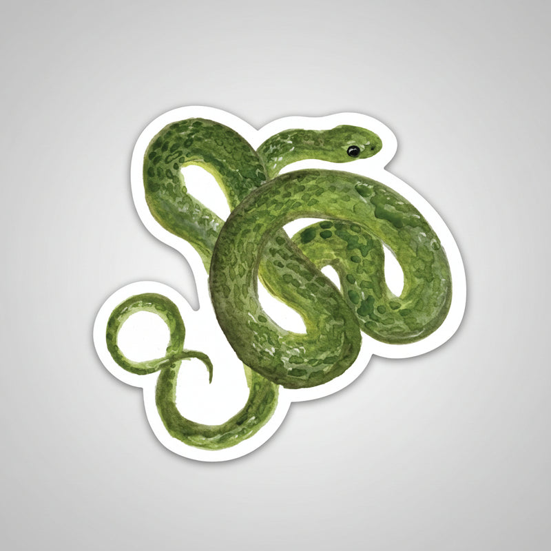 Smooth Green Snake Sticker