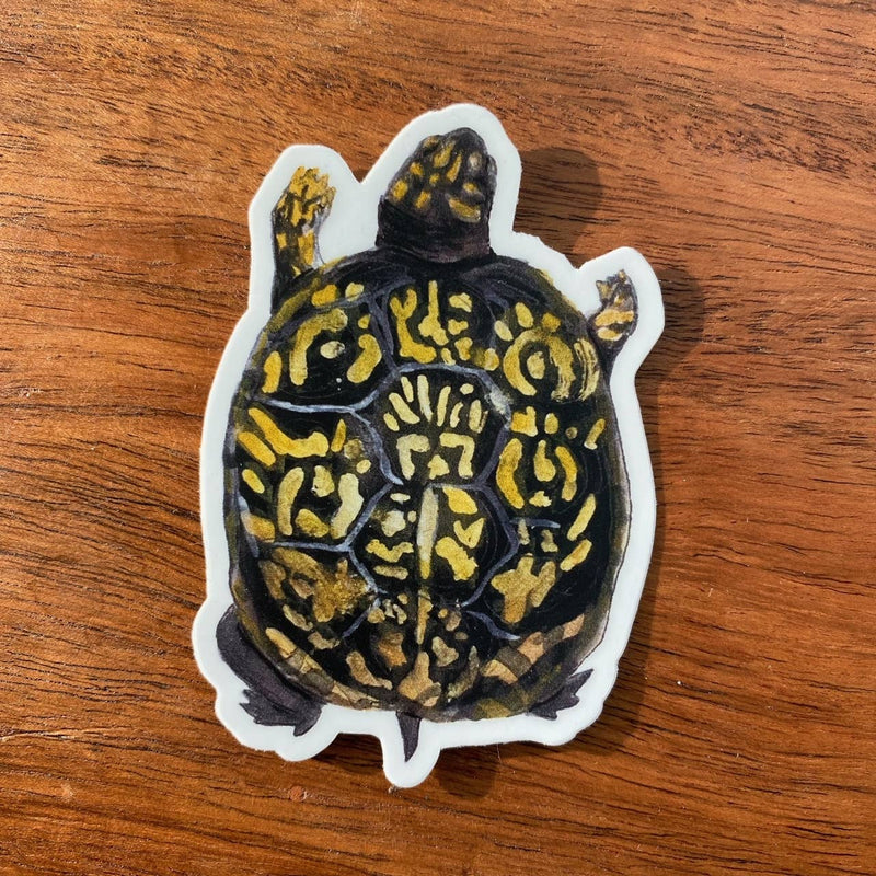 Box Turtle Sticker