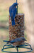 Mr. Bird Bluebird Bundle - feeder and cylinder enjoyed by bluebirds