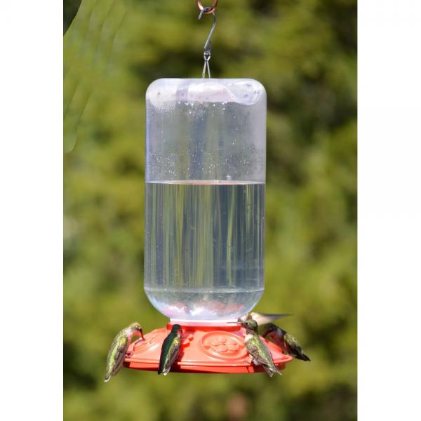 Songbird Essentials Dr. JB Hummingbird Feeder Jar - Thumbnail 5