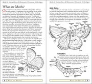 Moths & Caterpillars of Minnesota, Wisconsin & Michigan
sample pages