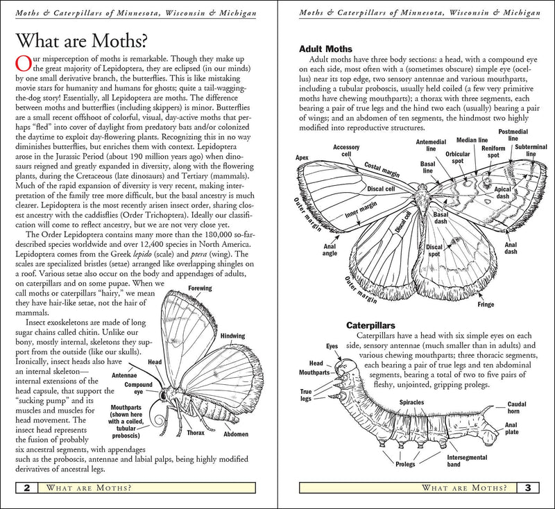Moths & Caterpillars of Minnesota, Wisconsin & Michigan
sample pages