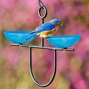 bluebird blue feeder shown with eastern bluebird eating a mealworm