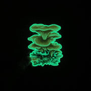 Sticker Glow in the Dark - Marbled Salamander with Fungi