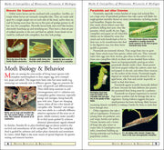 Moths & Caterpillars of Minnesota, Wisconsin & Michigan
sample pages